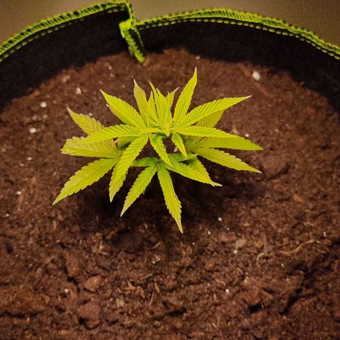 Lemon Orange  growlog timeline photo