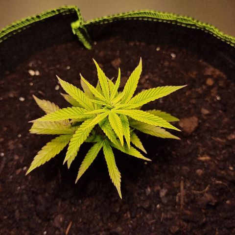 Lemon Orange  growlog timeline photo