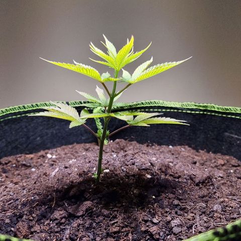 Lemon Orange  growlog timeline photo