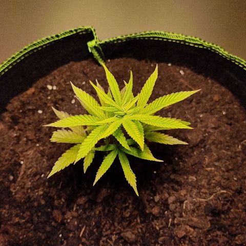 Lemon Orange  growlog timeline photo