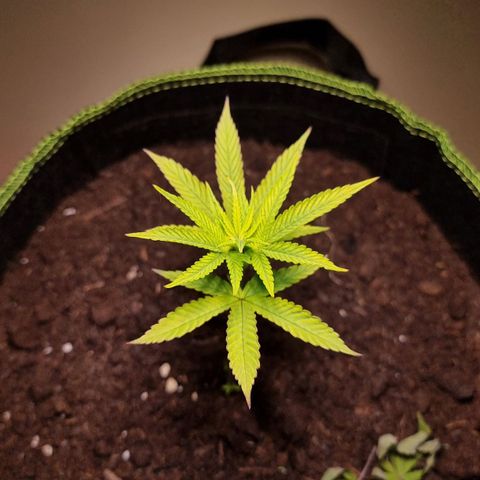 Lemon Orange  growlog timeline photo