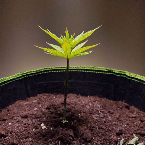 Lemon Orange  growlog timeline photo