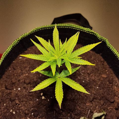 Lemon Orange  growlog timeline photo