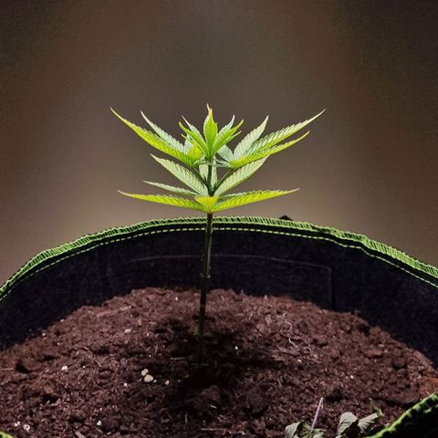 Lemon Orange  growlog timeline photo