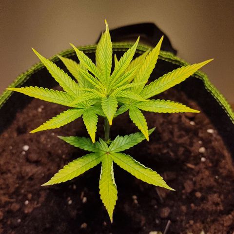 Lemon Orange  growlog timeline photo