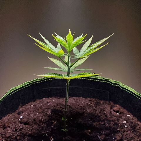 Lemon Orange  growlog timeline photo