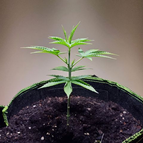 Lemon Orange  growlog timeline photo