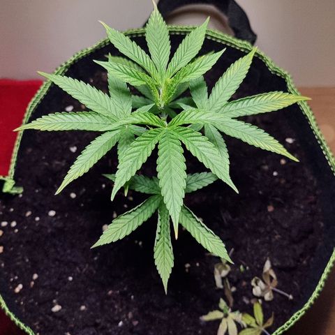 Lemon Orange  growlog timeline photo