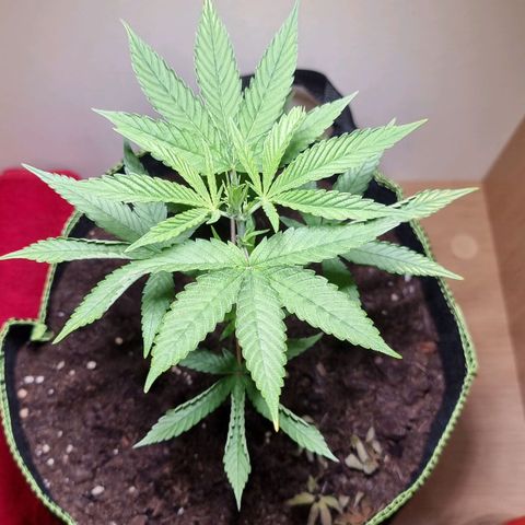 Lemon Orange  growlog timeline photo
