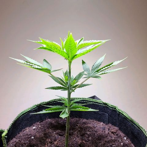 Lemon Orange  growlog timeline photo