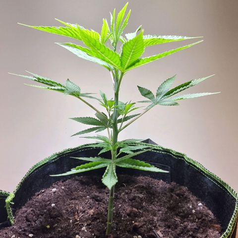 Lemon Orange  growlog timeline photo