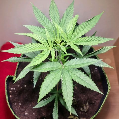 Lemon Orange  growlog timeline photo