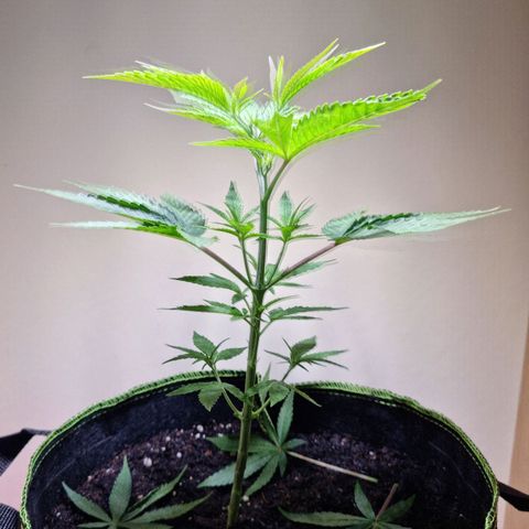 Lemon Orange  growlog timeline photo