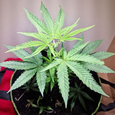 Lemon Orange  growlog timeline photo