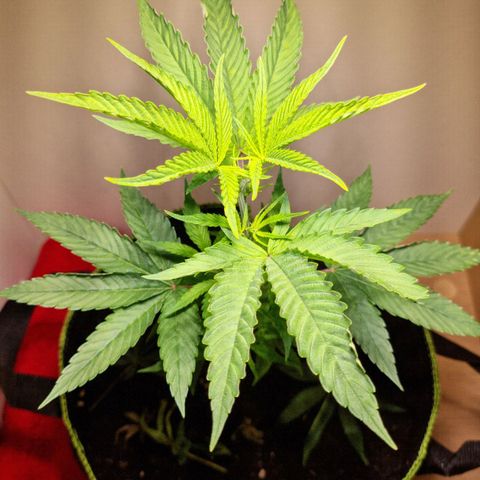 Lemon Orange  growlog timeline photo