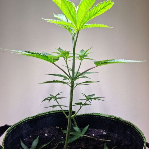 Lemon Orange  growlog timeline photo