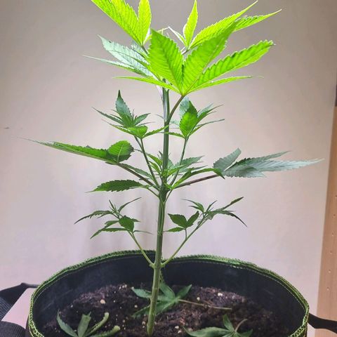 Lemon Orange  growlog timeline photo