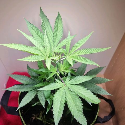 Lemon Orange  growlog timeline photo