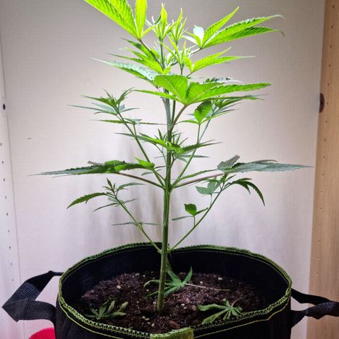 Lemon Orange  growlog timeline photo