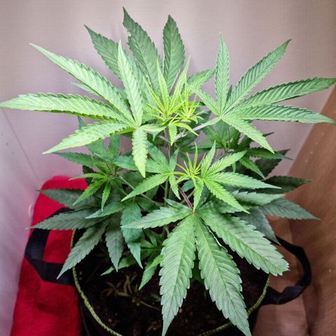 Lemon Orange  growlog timeline photo