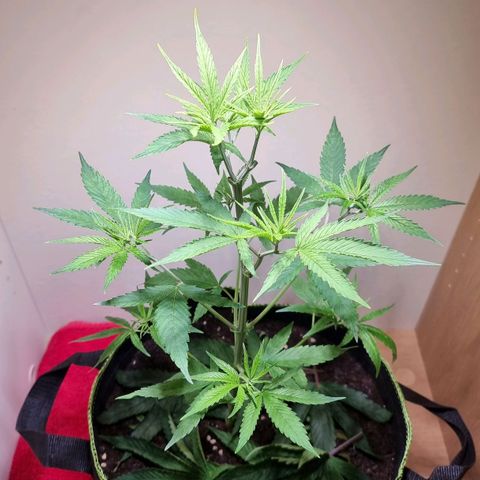 Lemon Orange  growlog timeline photo