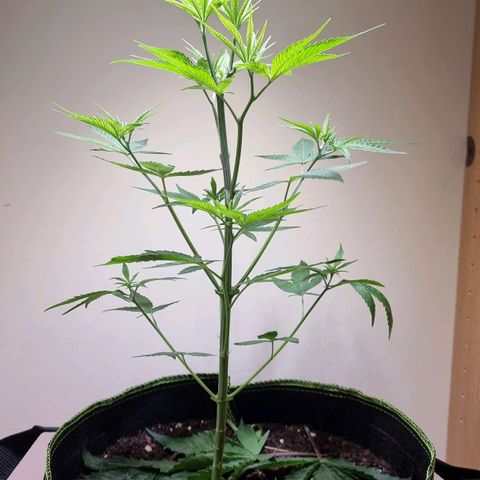 Lemon Orange  growlog timeline photo