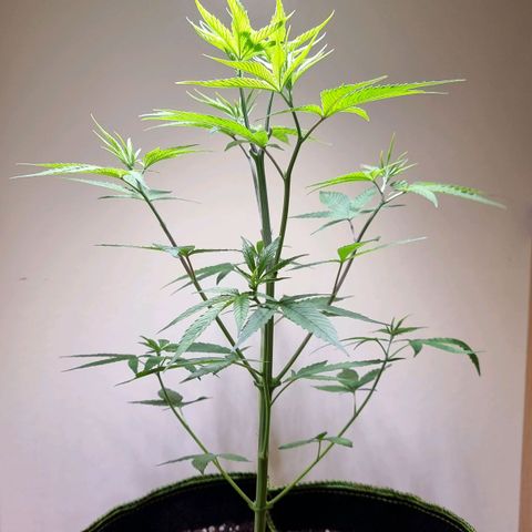 Lemon Orange  growlog timeline photo