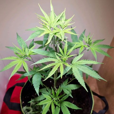 Lemon Orange  growlog timeline photo