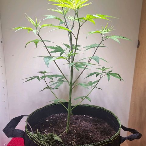 Lemon Orange  growlog timeline photo