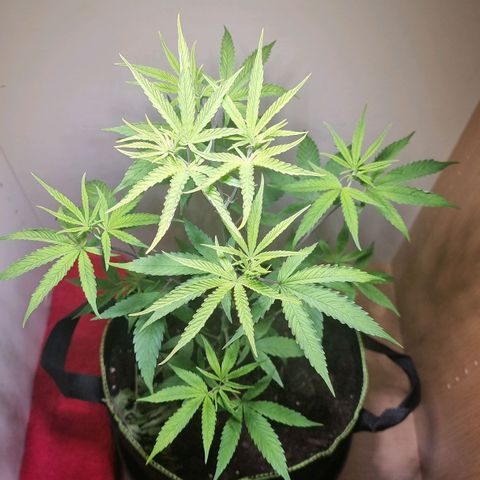 Lemon Orange  growlog timeline photo