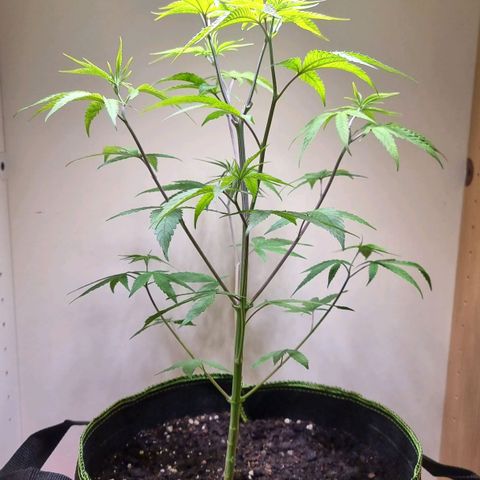Lemon Orange  growlog timeline photo