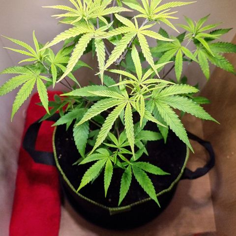Lemon Orange  growlog timeline photo