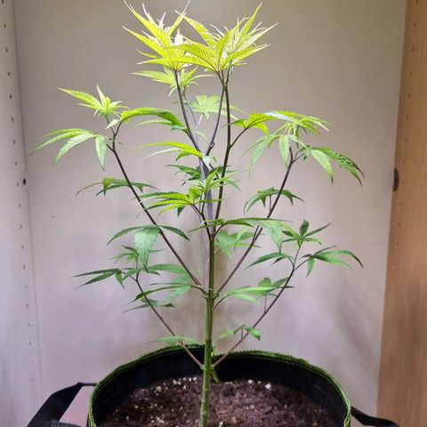 Lemon Orange  growlog timeline photo