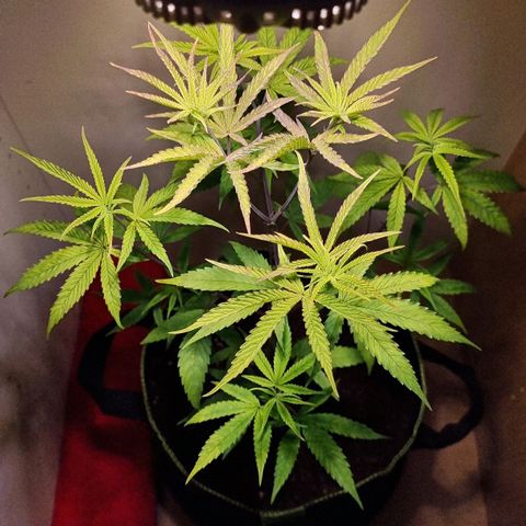 Lemon Orange  growlog timeline photo