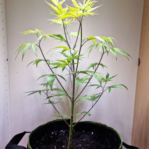 Lemon Orange  growlog timeline photo