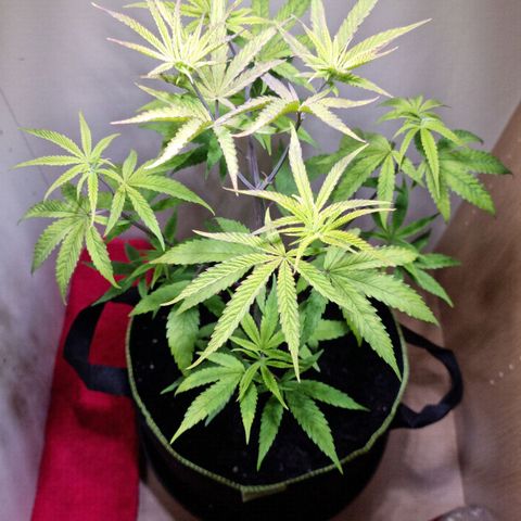 Lemon Orange  growlog timeline photo