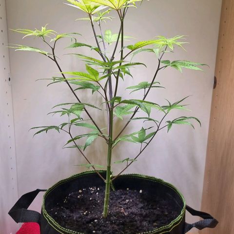 Lemon Orange  growlog timeline photo