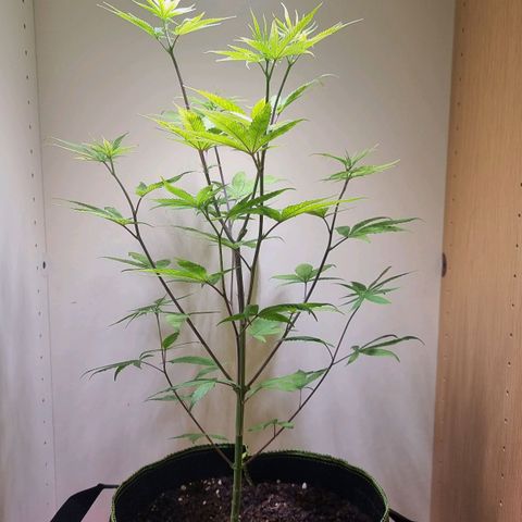 Lemon Orange  growlog timeline photo