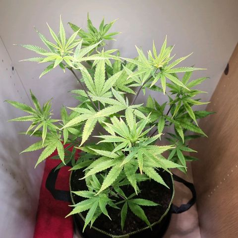 Lemon Orange  growlog timeline photo