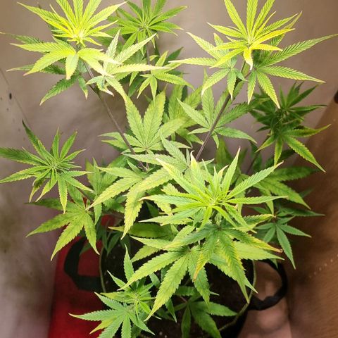 Lemon Orange  growlog timeline photo