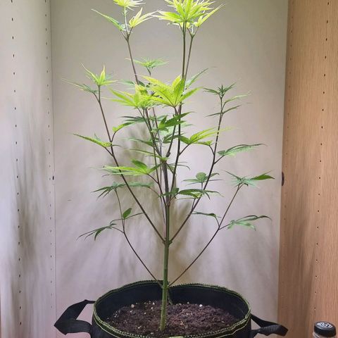Lemon Orange  growlog timeline photo