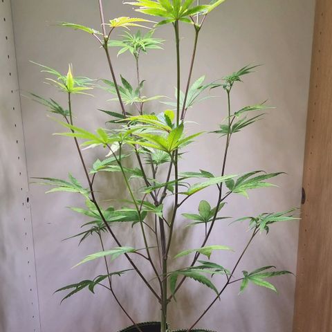 Lemon Orange  growlog timeline photo