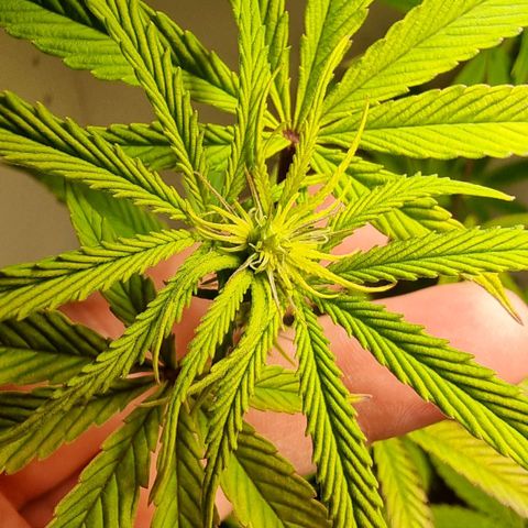 Lemon Orange  growlog timeline photo