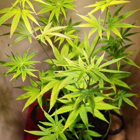 Lemon Orange  growlog timeline photo