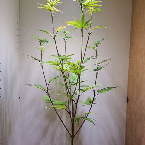 Lemon Orange  growlog timeline photo