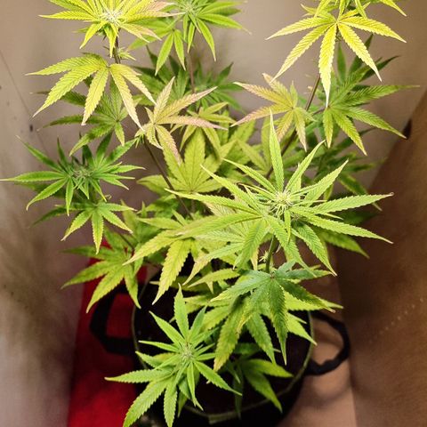 Lemon Orange  growlog timeline photo