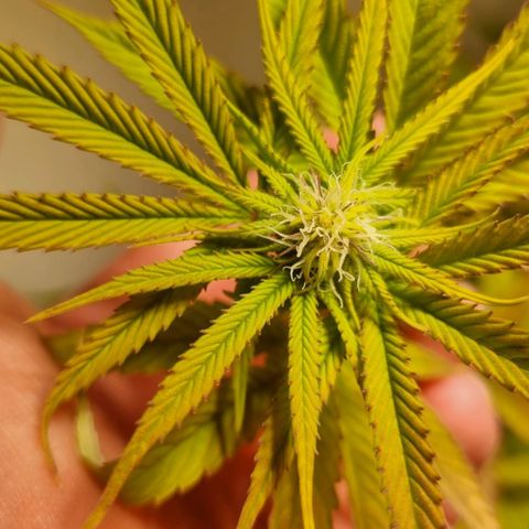 Lemon Orange  growlog timeline photo