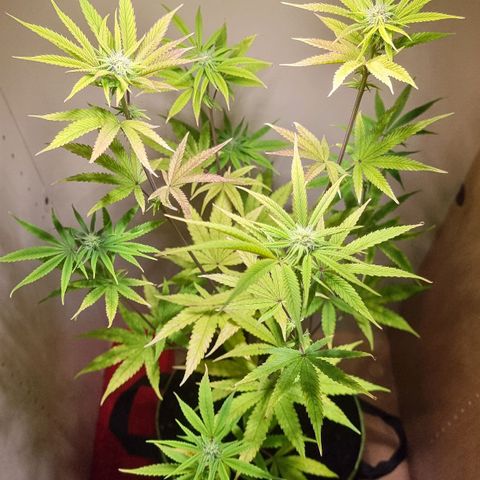 Lemon Orange  growlog timeline photo