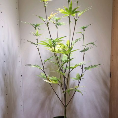 Lemon Orange  growlog timeline photo