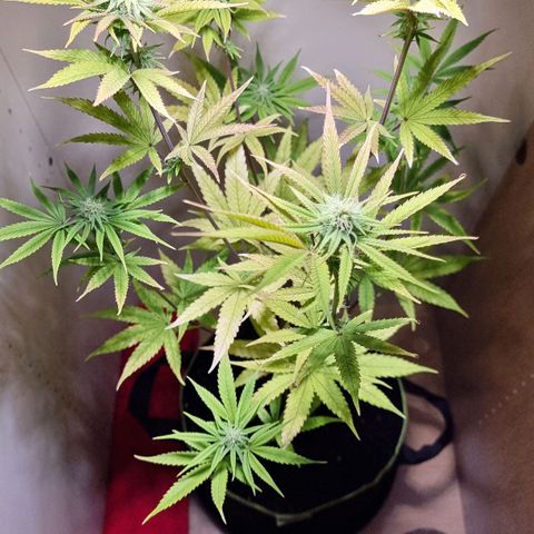 Lemon Orange  growlog timeline photo